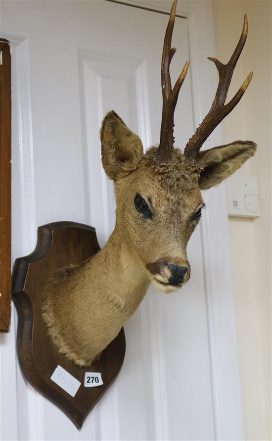 A taxidermic deers head on shield